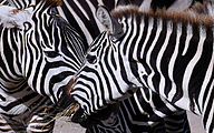 Plains zebra (Equus quagga)